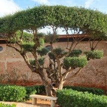 Old olive tree in front of the monastery